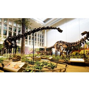 Dinosaur skeletons inside the Carnegie Museum of Natural History