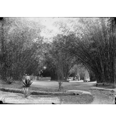 Black and white photo of the Rio De Janeiro botanical garden